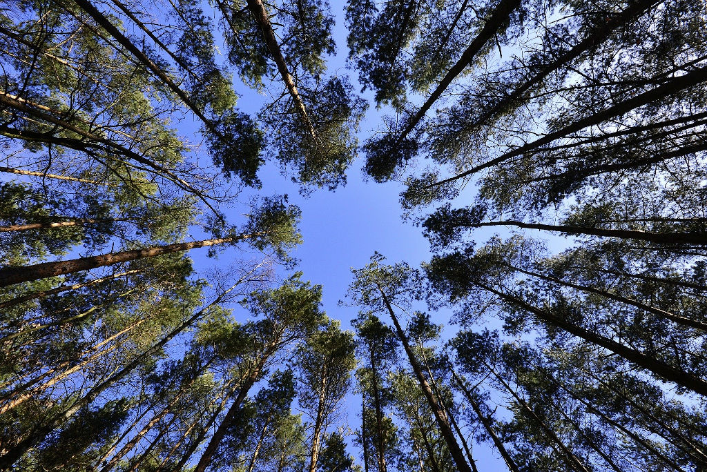 Forêt d'Eu